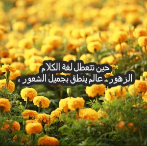 خواطر عن الزهور