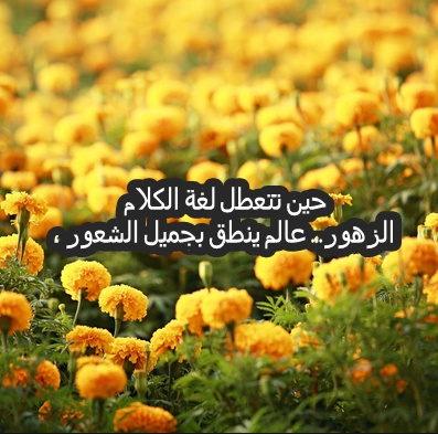 خواطر عن الزهور