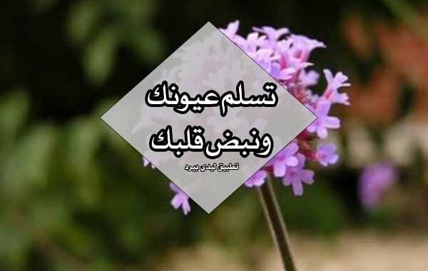 رد على حبيبي