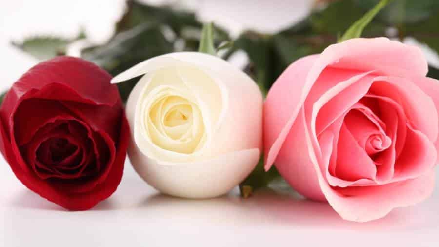 رد على فديتك
