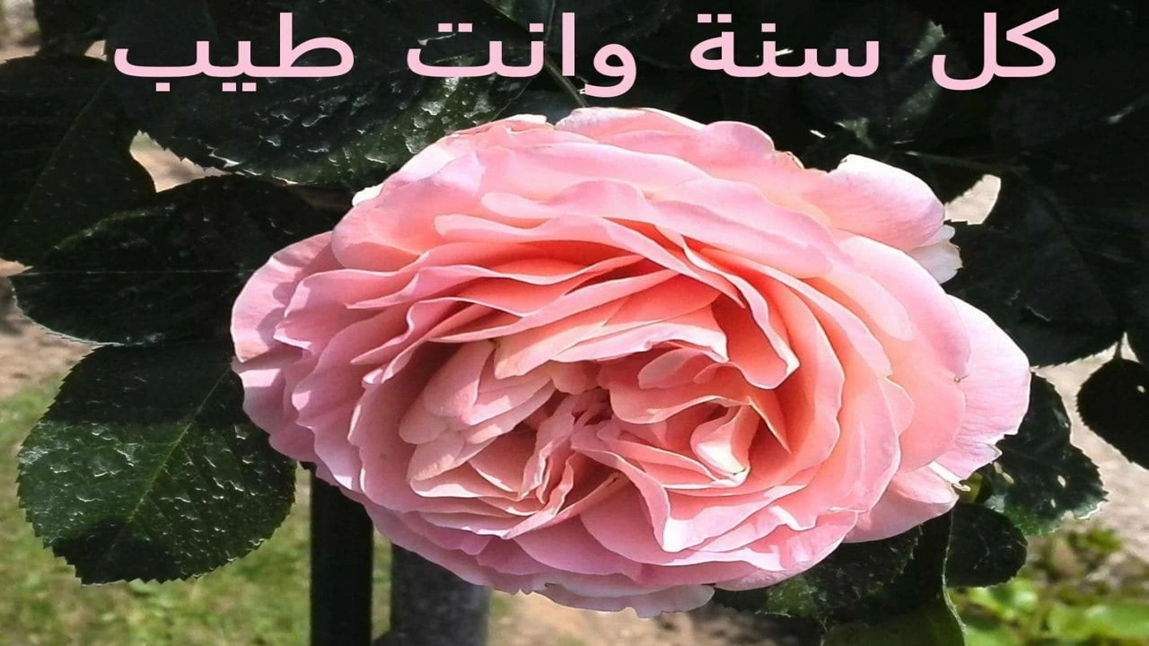 صورة رد على كل سنه وانت طيب