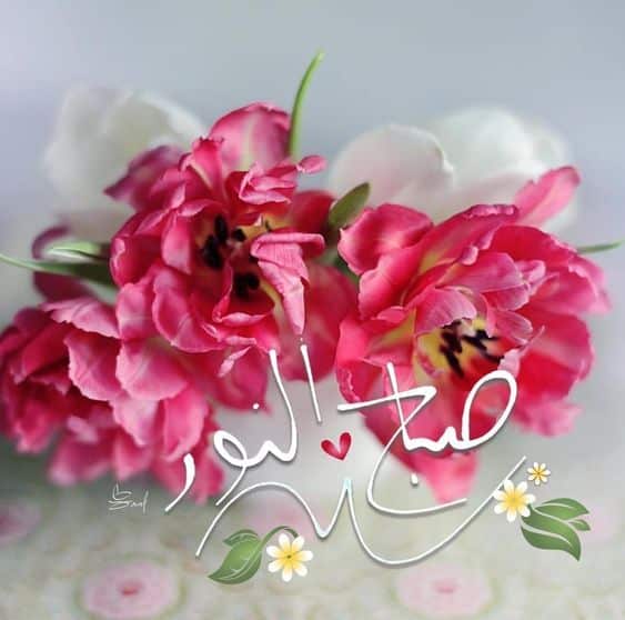 رد على يسعد صباحك