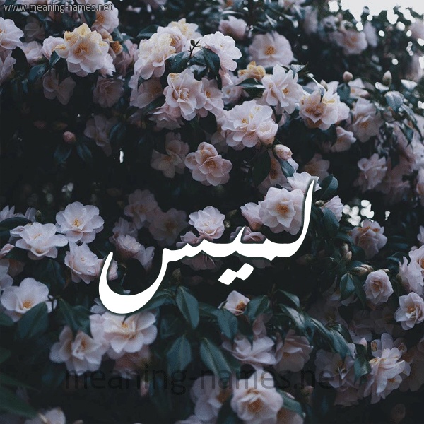 رسائل حب باسم لميس