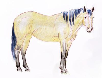 رسومات تلوين خيول