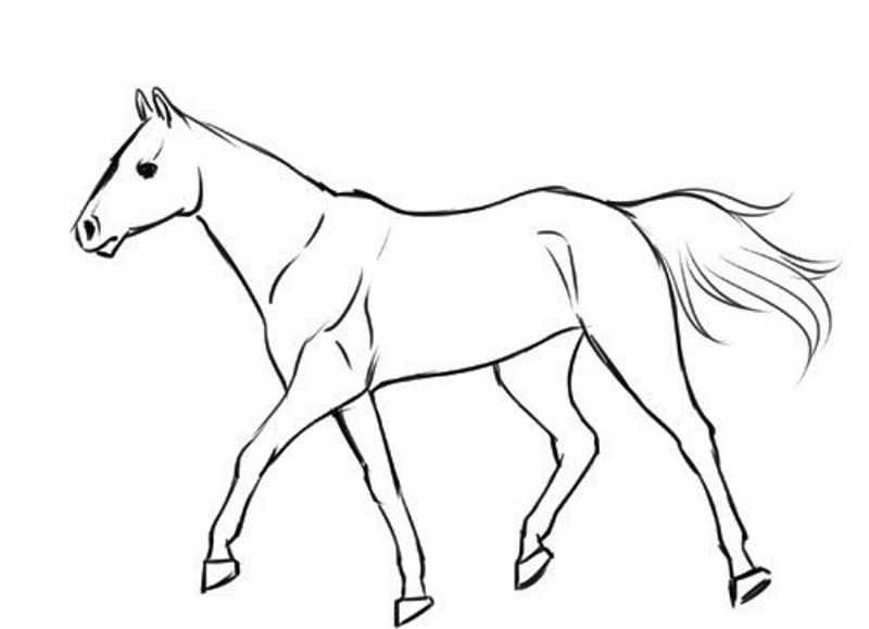 رسومات تلوين خيول