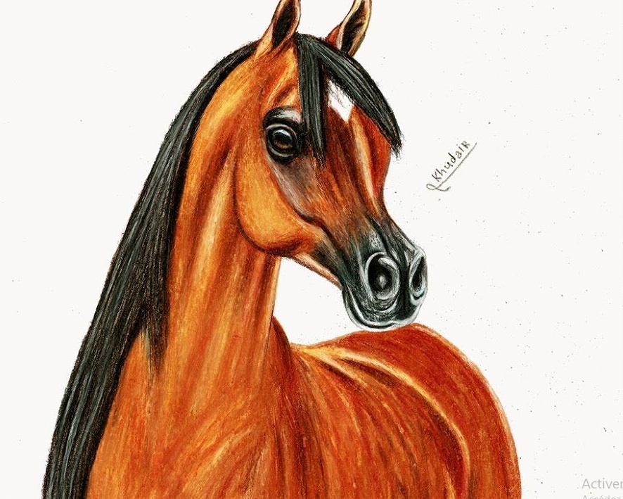 رسومات تلوين خيول