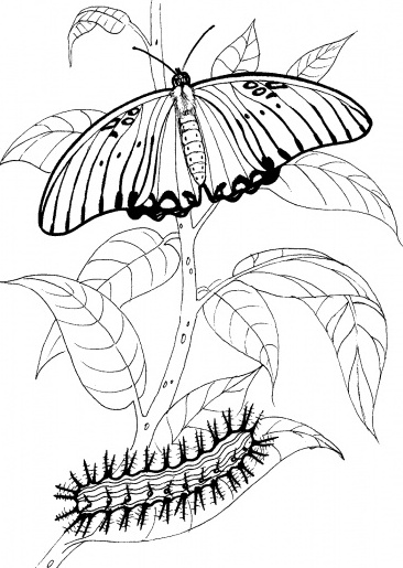 رسومات تلوين ديناصورات