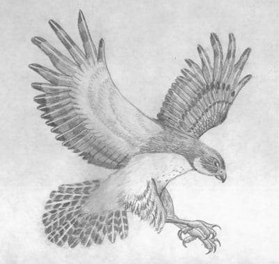 رسومات تلوين صقر