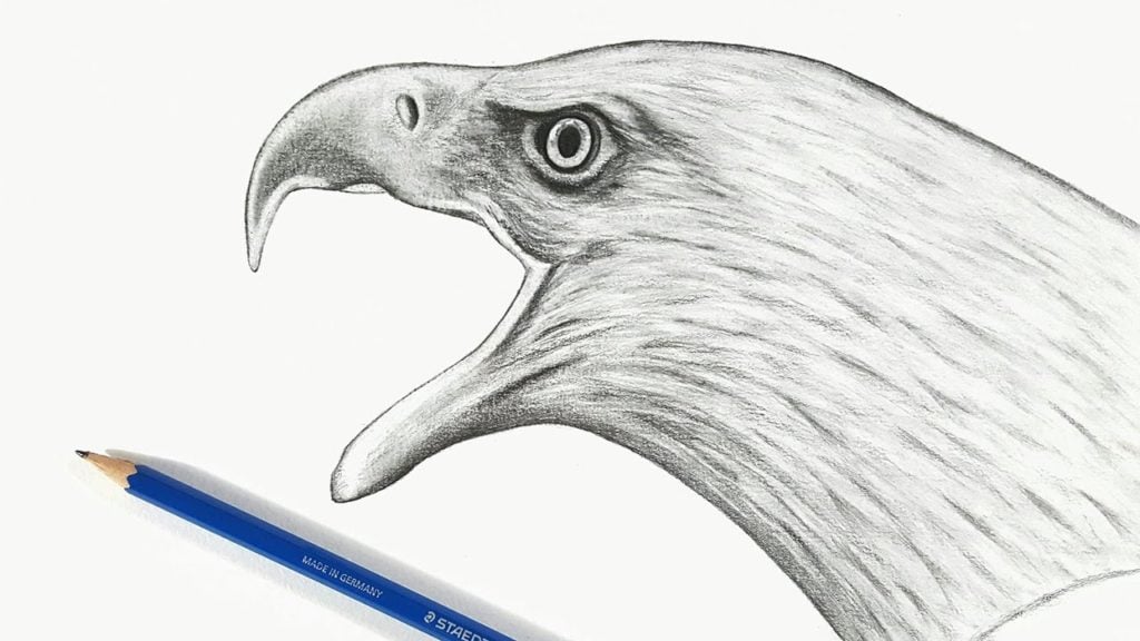 رسومات تلوين صقر