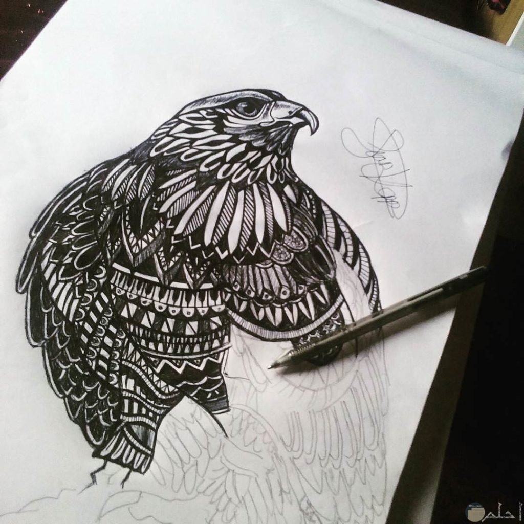 رسومات تلوين صقر
