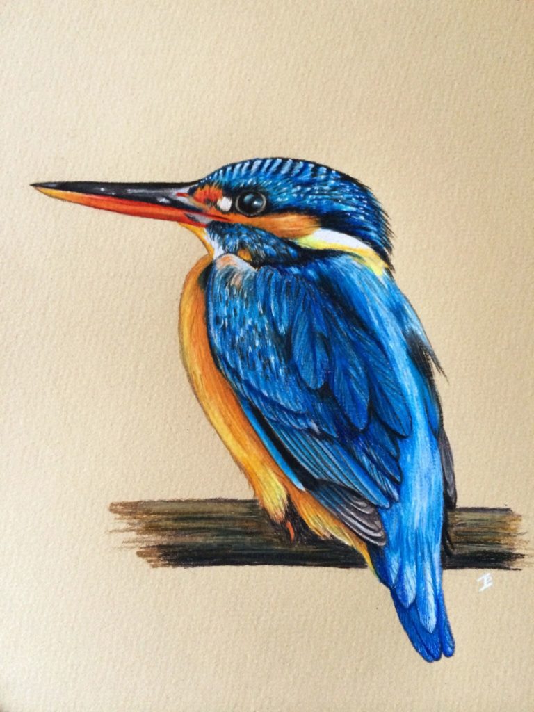 رسومات تلوين صقر