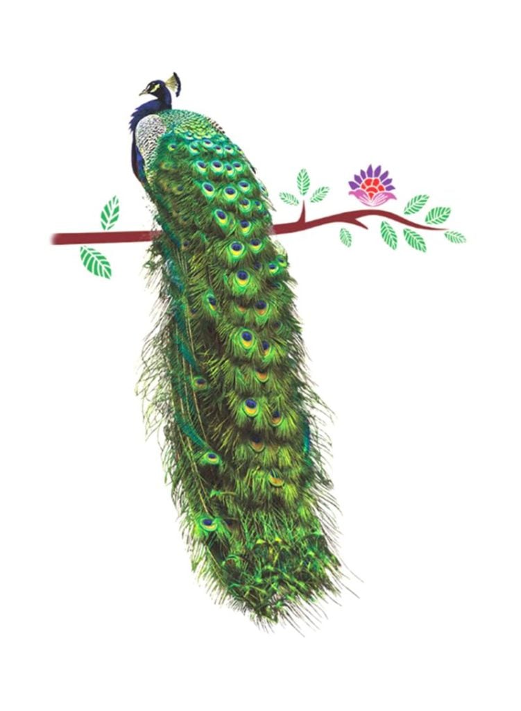 رسومات تلوين طاووس