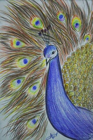 رسومات تلوين طاووس
