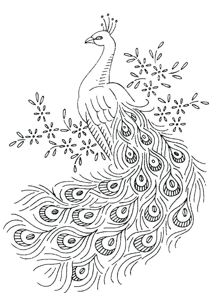 رسومات تلوين طاووس