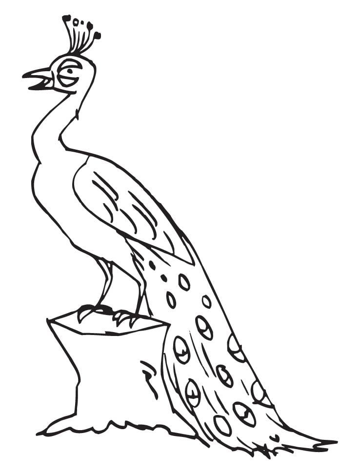 رسومات تلوين طاووس