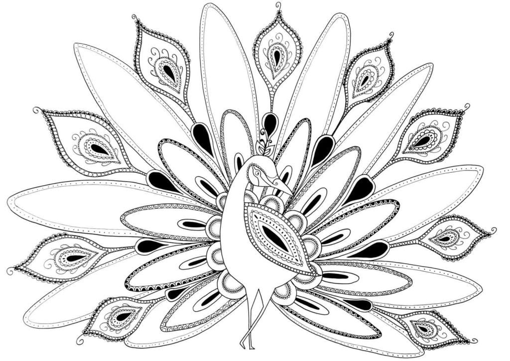 رسومات تلوين طاووس