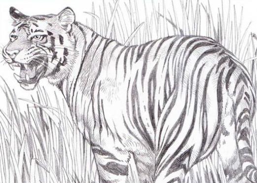 رسومات تلوين نمر