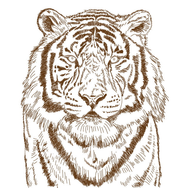 رسومات تلوين نمر