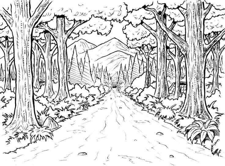 رسومات غابات للتلوين