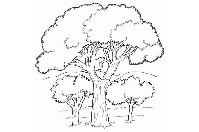 رسومات غابات للتلوين