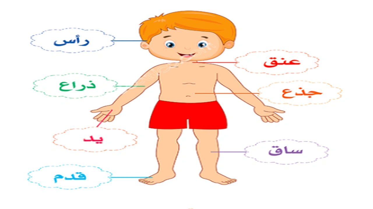 صورة رسومات للتلوين عن اعضاء الجسم