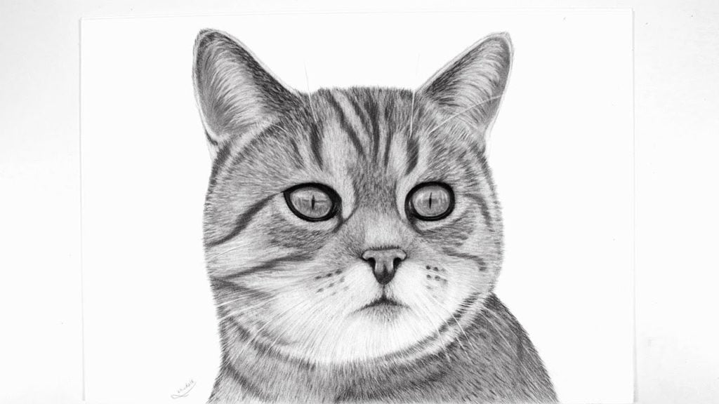 رسومات للتلوين قطط