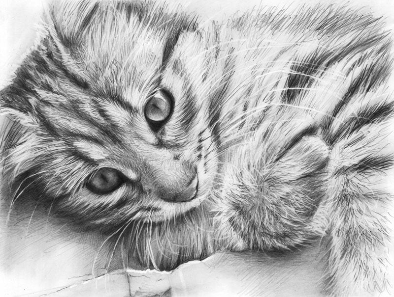 رسومات للتلوين قطط
