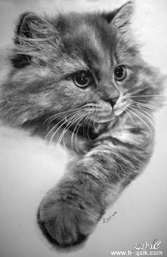 رسومات للتلوين قطط