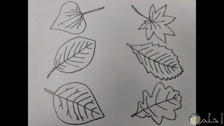 رسومات للمبتدئين
