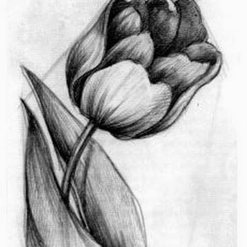 رسومات للمبتدئين