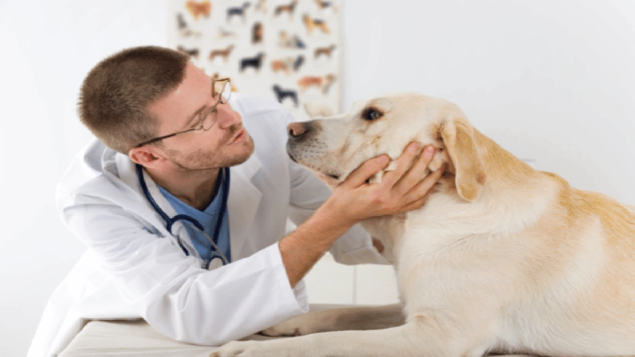 صورة رقم طبيب بيطري في الطائف