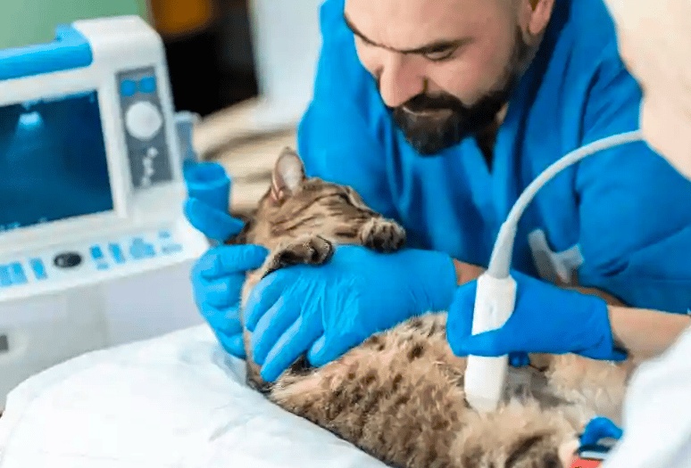 رقم طبيب بيطري في الطائف