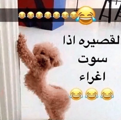 رمزيات مضحكة