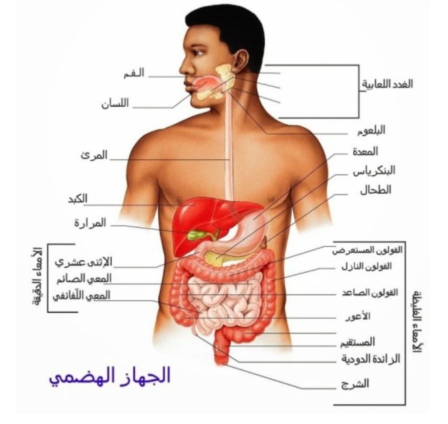 شرح درس الجهاز الهضمي
