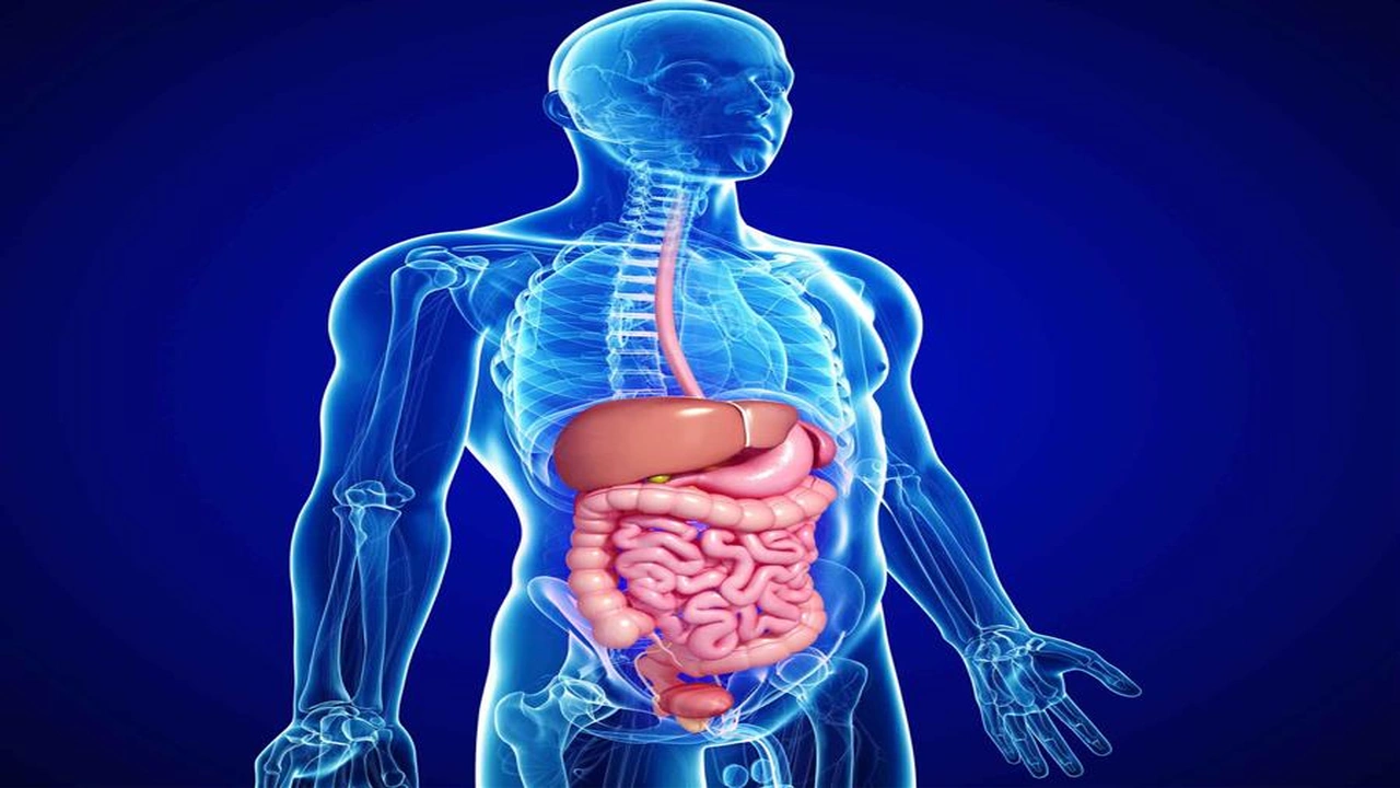 صورة شرح درس الجهاز الهضمي