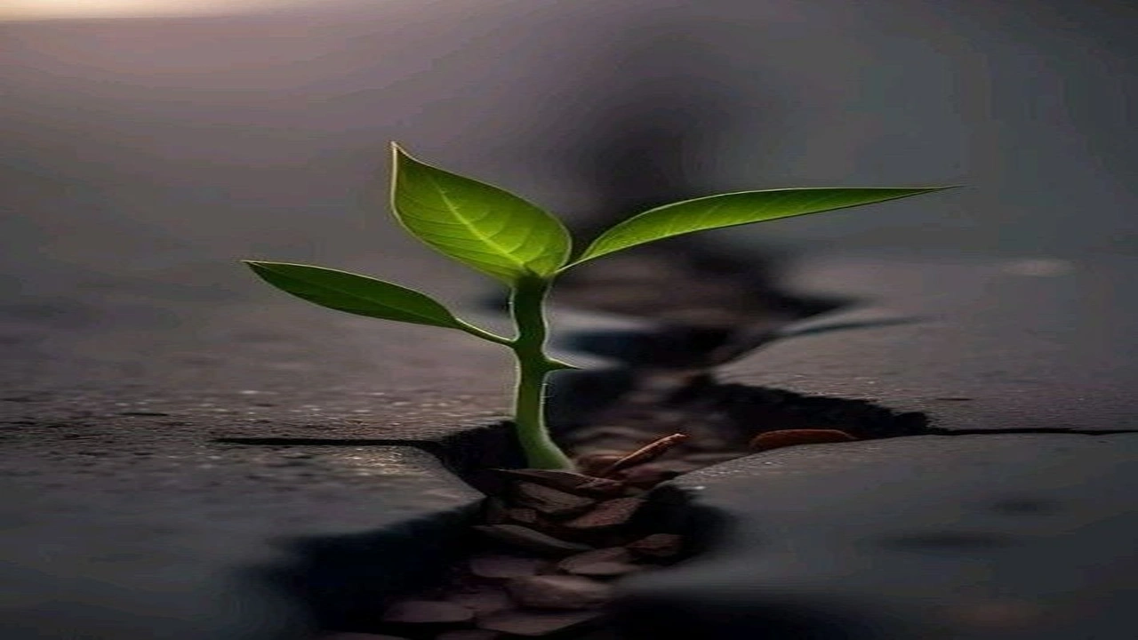 صورة شعر بدوي عن الصبر