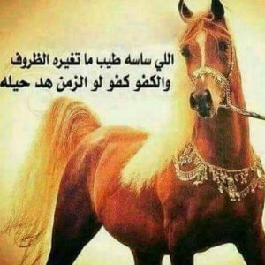 شعر في وصف الفارس