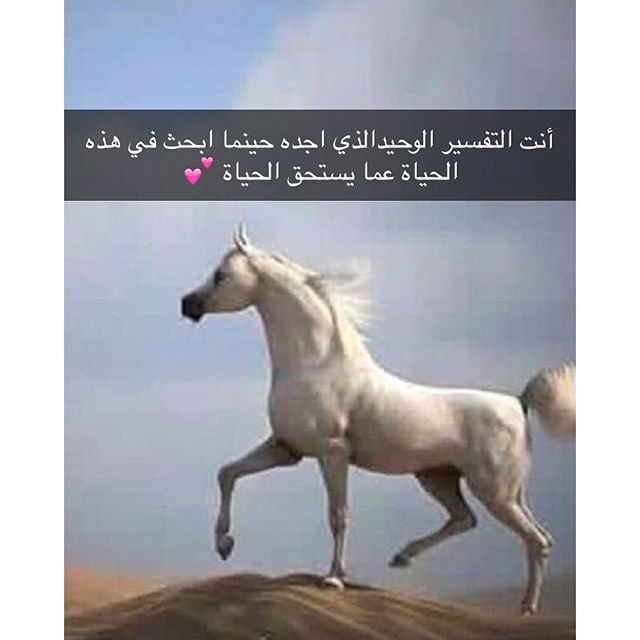 شعر في وصف الفارس