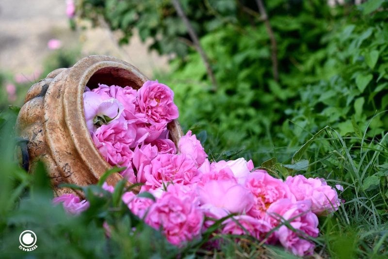 صور احترافيه