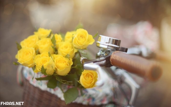 صور صفراء
