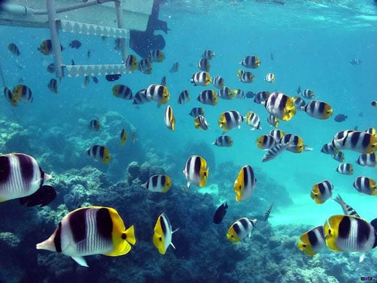 صور للبحر