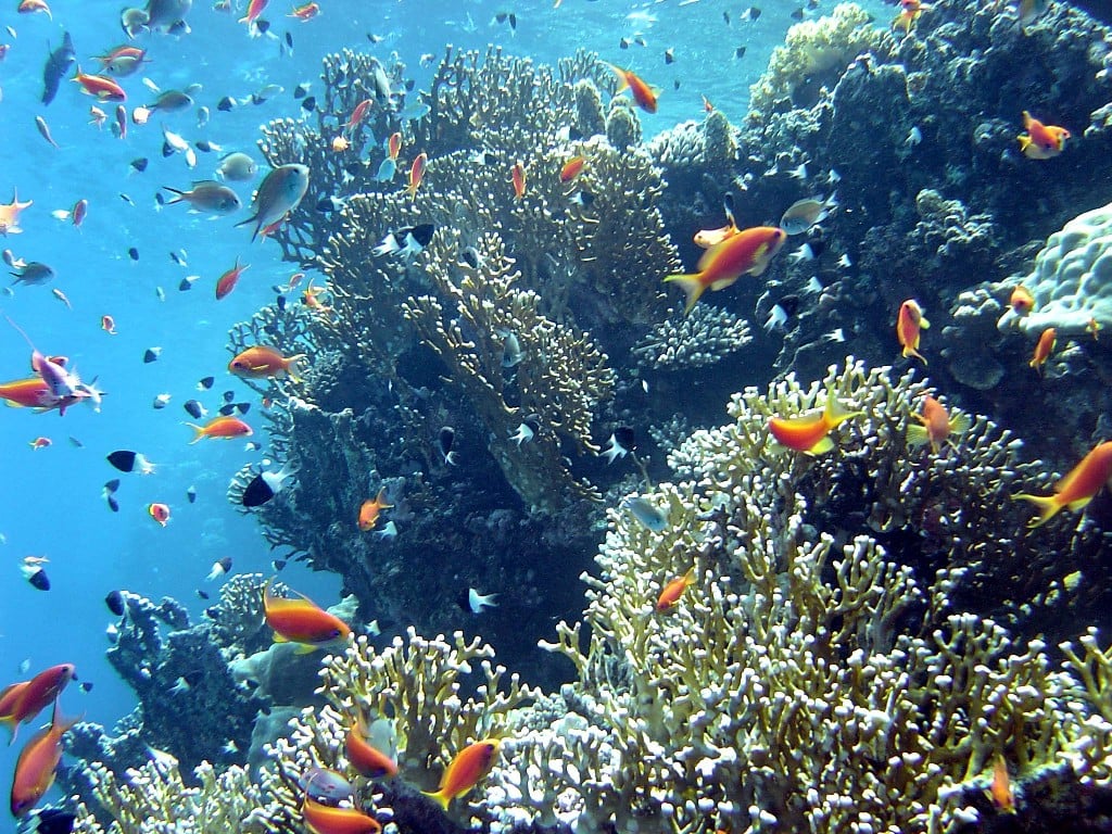 صور للبحر