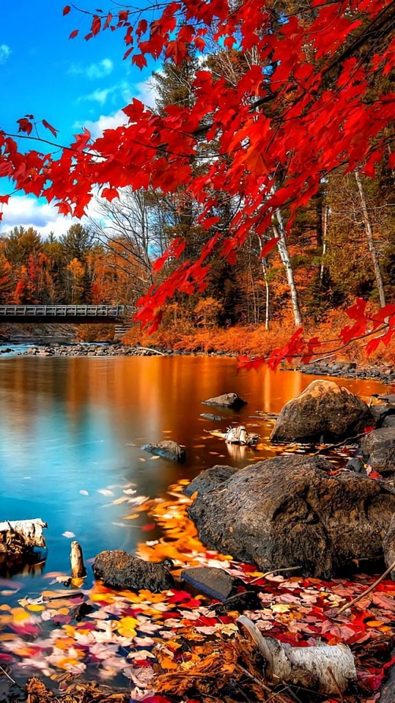 صورجميلة للهاتف