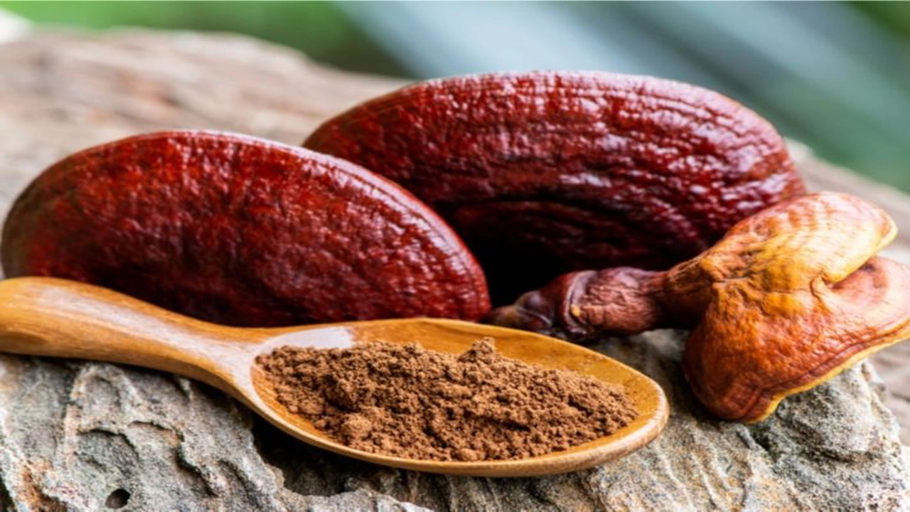 صورة طريقة استخدام الفطر الريشي للتخسيس