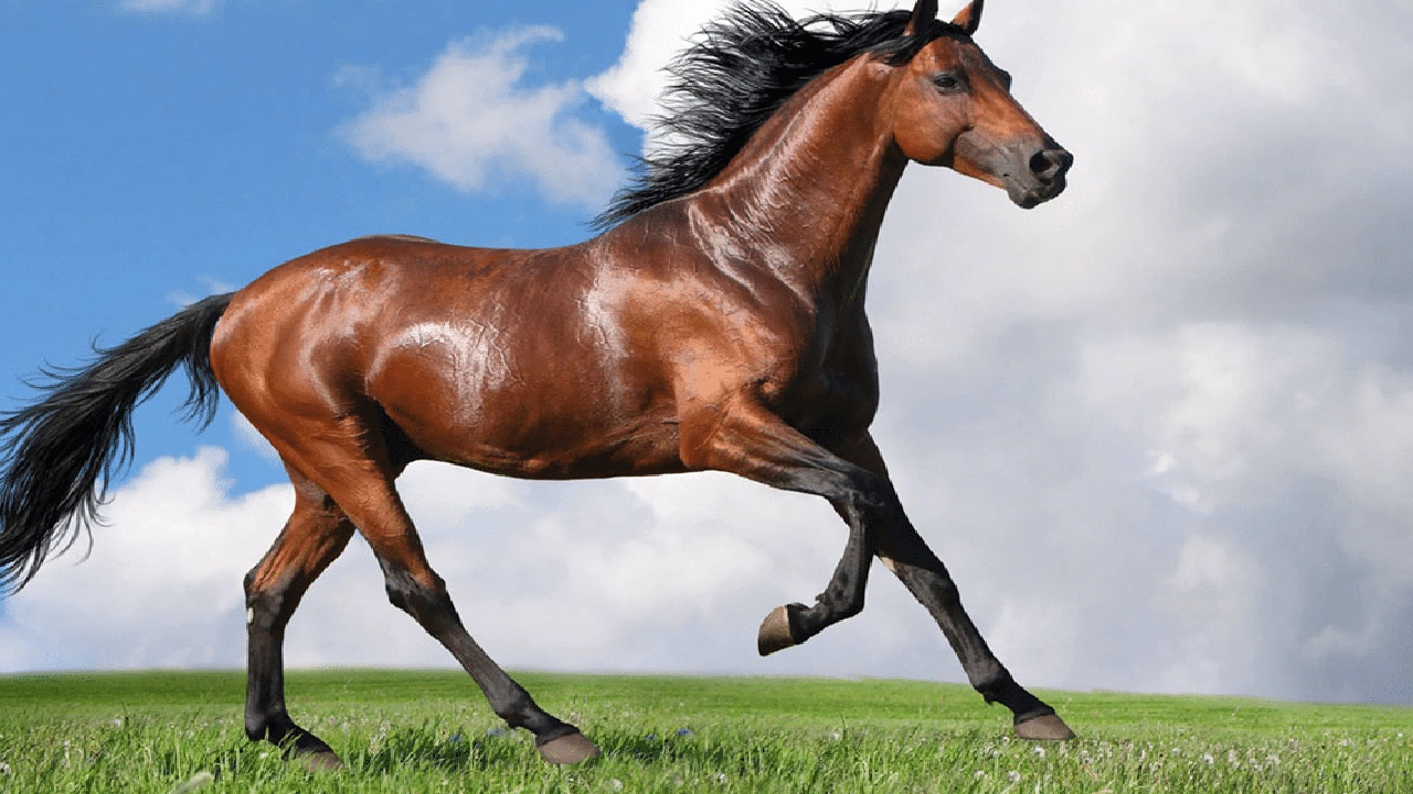 صورة عبارات خيل بالانجليزي