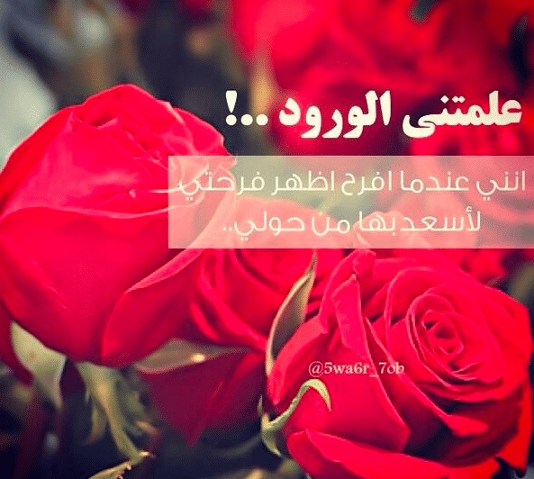 عبارات فيها ورد