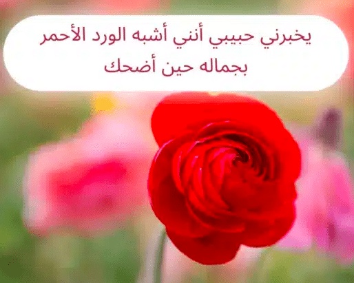 عبارات فيها ورد