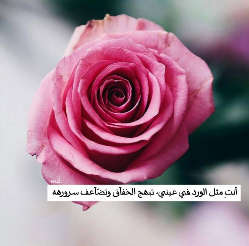 عبارات فيها ورد
