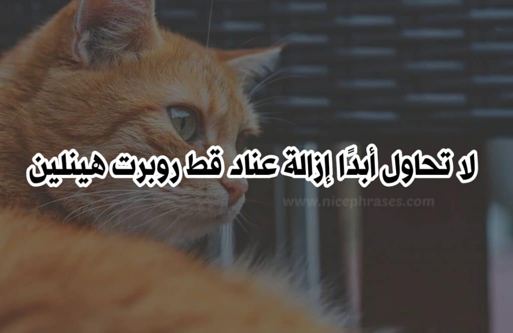 غزل عن القطط