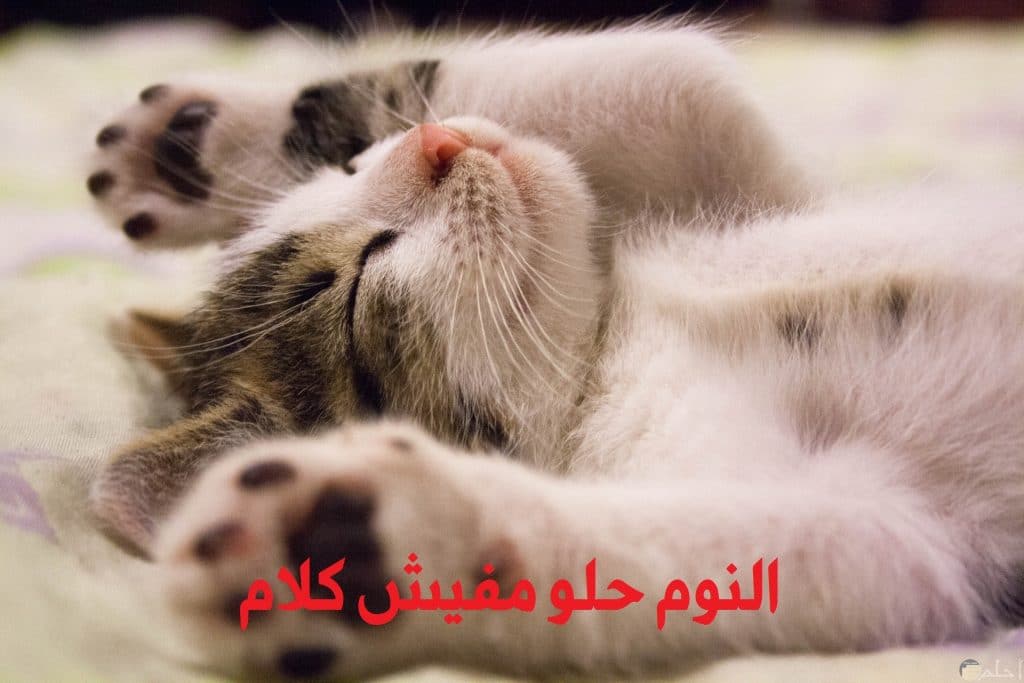 غزل عن القطط